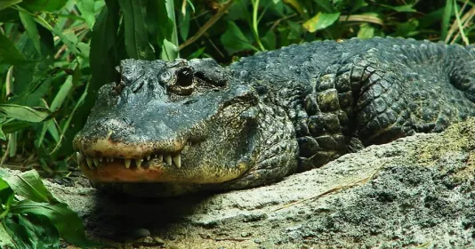 Аллигаторы в культуре и мифологии