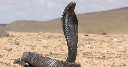 Отличительные признаки кобры