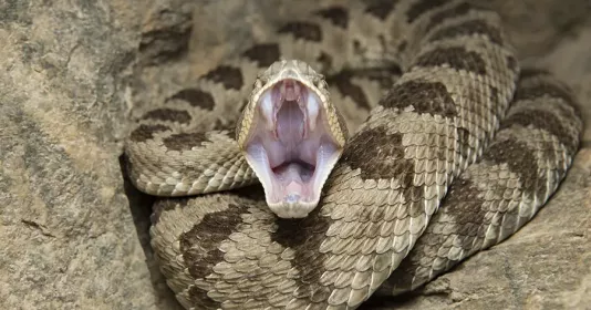 Gyurza: general description, habitat, and behavior