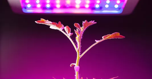 LED phytolamp for plants