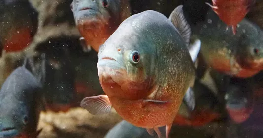 Питание пираний