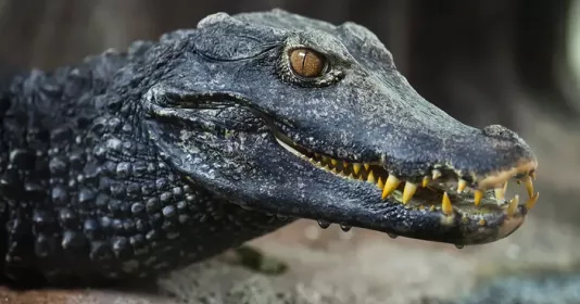 Чем питаются кайманы